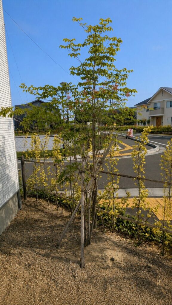 外構に採用したアオダモ5年後の様子