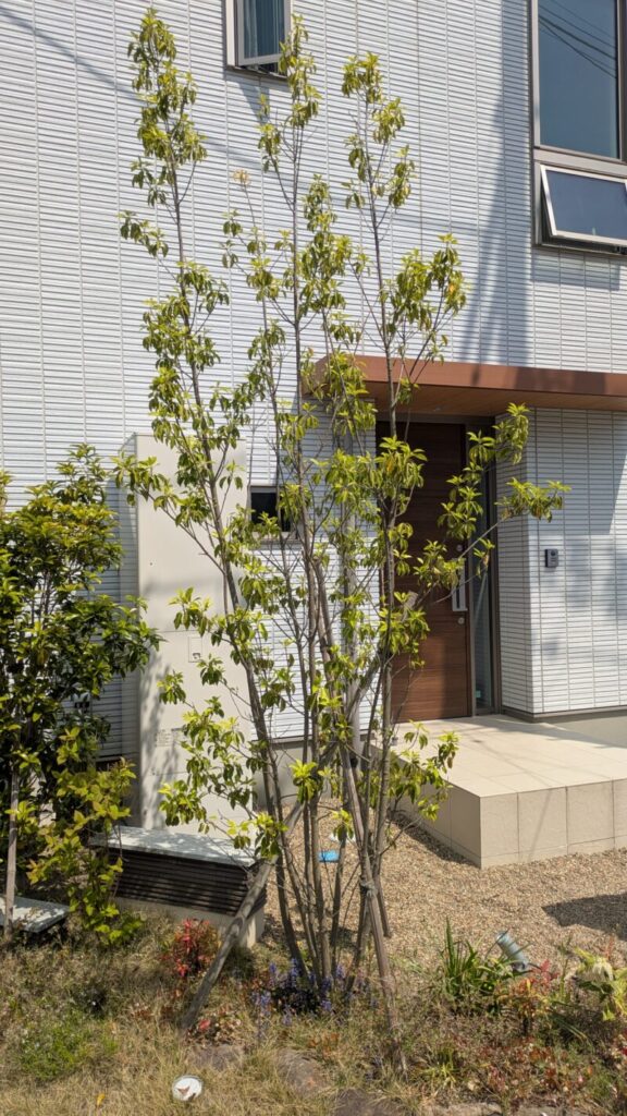 シンボルツリーのソヨゴ5年後