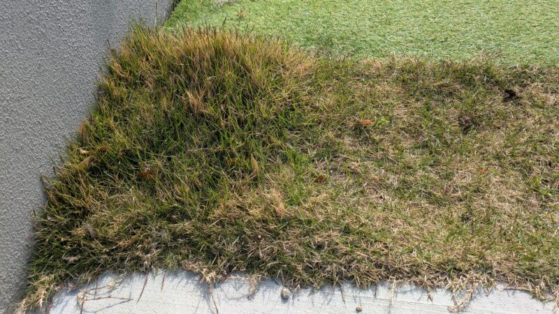 のり面の土留め目的で採用した天然芝5年後。手入れをサボるとこうなる